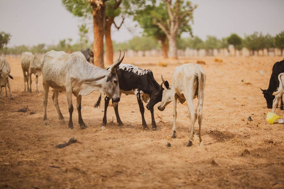 Thin cattle picking at bare, dusty ground under sparse trees in the dry season.