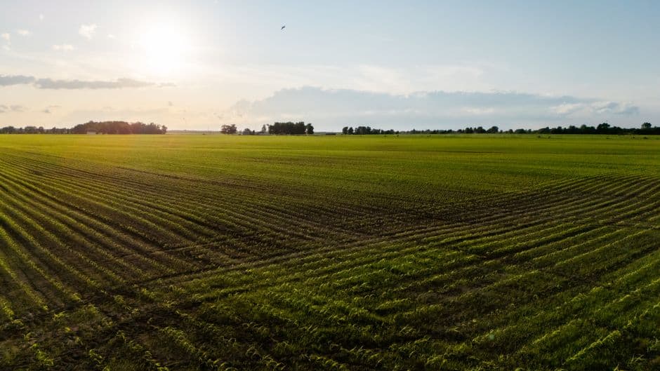 Low sun over a field of young crop rows early in the season.