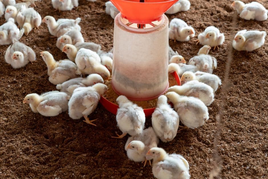Young broiler chickens gathered around a feeder on a litter floor.