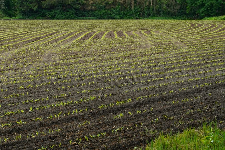 Young maize seedlings emerging in evenly spaced rows across a planted field.