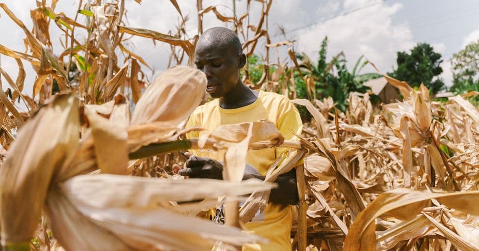 A farmer in a yellow shirt checks the cobs in a stand of dry maize ready for harvest, Uganda.