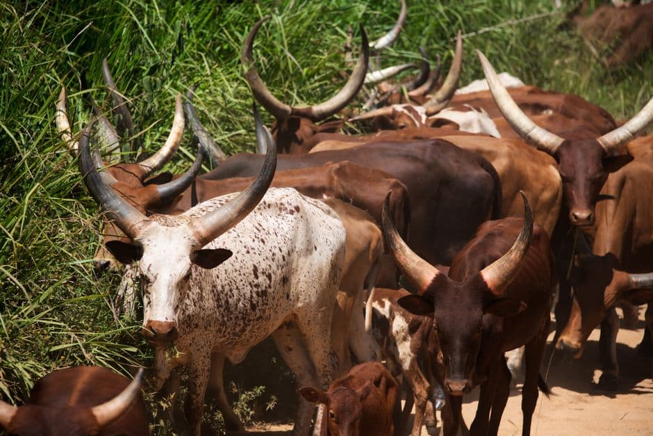 A herd of long-horned Ankole cattle walking along a dirt track beside tall grass, Congo.